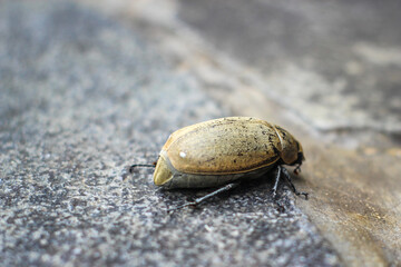 Close-up of a brown beetle on a rough stone surface, showing detailed texture of its shell and legs.
