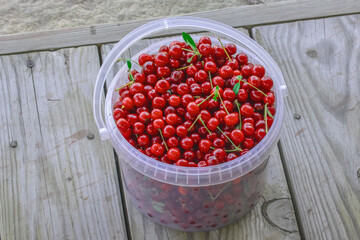Harvest of garden cherries in a plastic container on a summer day