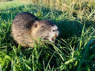 nutria Myocastor coypus sull'erba, castoro di palude in libertà 
