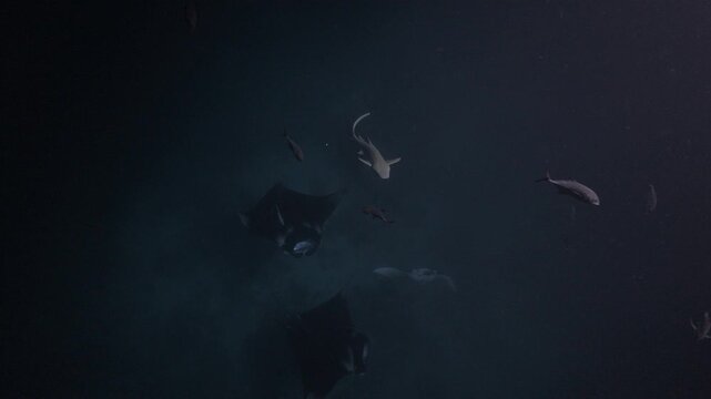 A majestic manta ray glides through the deep blue ocean, surrounded by sleek, silver fish. Divers observe from a respectful distance, highlighting the ocean's beauty and tranquility.