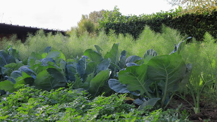 vegetable in the garden