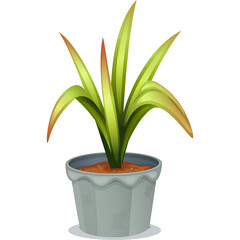 Potted Green Plant with Long Leaves and Orange Tips in a Textured Gray Planter Against a White Background