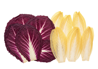 Deep purple radicchio and pale yellow translucent chicory leaves, brittle and papery with delicate veins, meticulously layered and pressed flat on a transparent background, concept of botanical