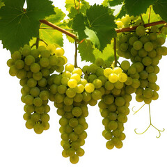 Fresh green grapes isolated on transparent background, hanging from the vine