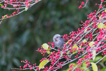 赤い木の実を食べるヒヨドリ
