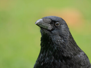 High Resolution PortraIt of a Raven with green Background. High quality photo