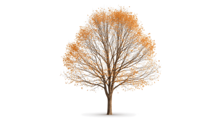Gorgeous autumn tree with vibrant golden leaves bringing seasonal beauty and natural elegance
