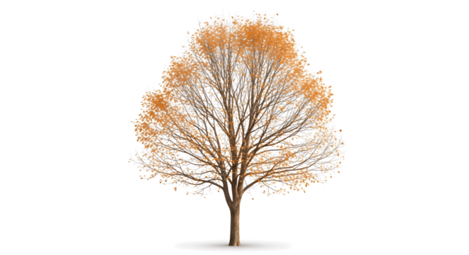 Gorgeous autumn tree with vibrant golden leaves bringing seasonal beauty and natural elegance