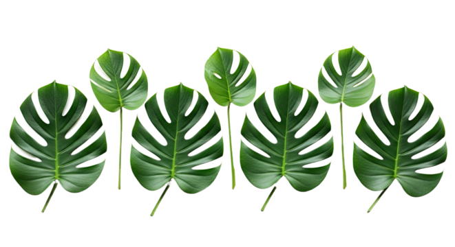 Monstera Leaves Tropical Plant Green Foliage Isolated. - Powered by Adobe