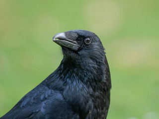 High Resolution PortraIt of a Raven with green Background. High quality photo