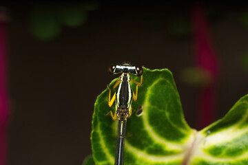 Extreme Macro Portrait of Yellow and Black Damselfly on Leaf