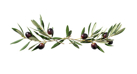 Olive Branch with Black Olives and Green Leaves Isolated on White Background 4.