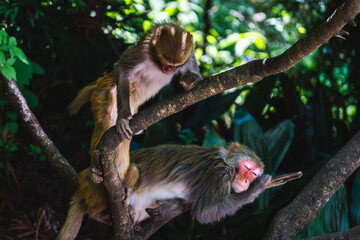 Urban macaques eating human food in Qianlingshan Park, Guiyang, China