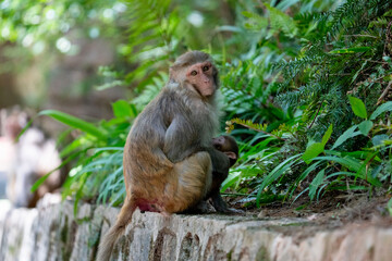 Urban macaques eating human food in Qianlingshan Park, Guiyang, China