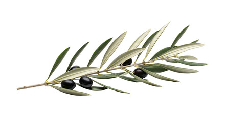 Olive Branch with Black Olives and Green Leaves Isolated on White Background.