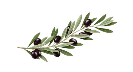 Olive Branch with Black Olives and Green Leaves Isolated on White Background 6.