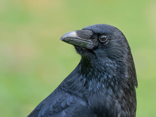 High Resolution PortraIt of a Raven with green Background. High quality photo