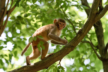 Urban macaques eating human food in Qianlingshan Park, Guiyang, China