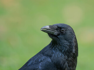 High Resolution PortraIt of a Raven with green Background. High quality photo