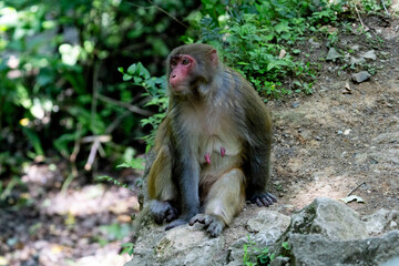 Urban macaques eating human food in Qianlingshan Park, Guiyang, China