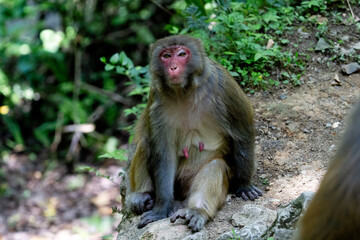 Urban macaques eating human food in Qianlingshan Park, Guiyang, China