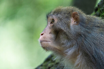 Urban macaques eating human food in Qianlingshan Park, Guiyang, China