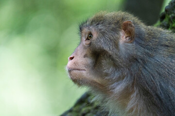 Urban macaques eating human food in Qianlingshan Park, Guiyang, China