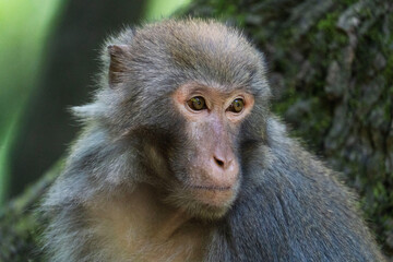 Urban macaques eating human food in Qianlingshan Park, Guiyang, China