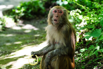 Urban macaques eating human food in Qianlingshan Park, Guiyang, China