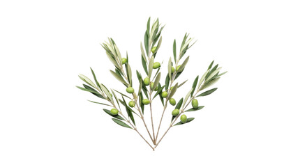 Olive Branch with Green Olives Isolated on White Background 2.