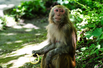 Urban macaques eating human food in Qianlingshan Park, Guiyang, China