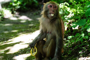 Urban macaques eating human food in Qianlingshan Park, Guiyang, China