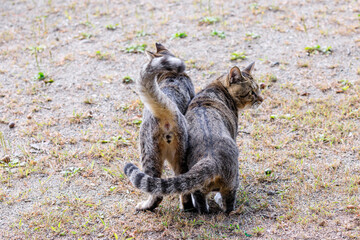 北海道洞爺湖町、寄り添いながら散歩する2匹の野良猫【9月】