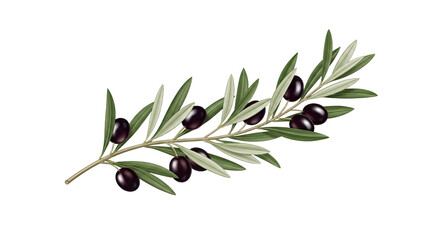 Olive Branch with Ripe Black Olives and Green Leaves.