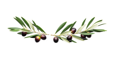 Olive Branch with Ripe Olives and Green Leaves Isolated on White Background.