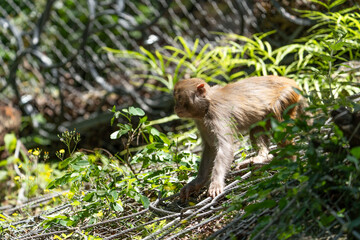 Urban macaques eating human food in Qianlingshan Park, Guiyang, China