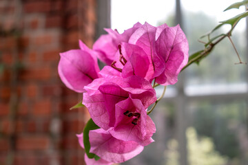 Bougainvillea, leaves in medicinal use, native to Brazil, nyctaginaceae, bougainvillea glabra