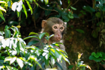 Urban macaques eating human food in Qianlingshan Park, Guiyang, China
