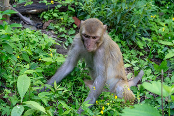 Urban macaques eating human food in Qianlingshan Park, Guiyang, China