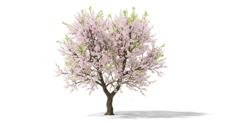 Beautiful pink blossom tree in full bloom, perfect for spring designs and nature themed projects.