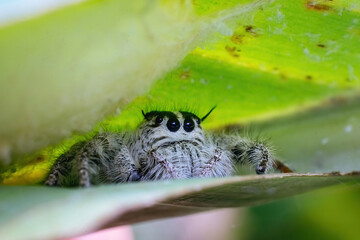 Extreme Macro Portrait of Fluffy Jumping Spider on Green Leaf