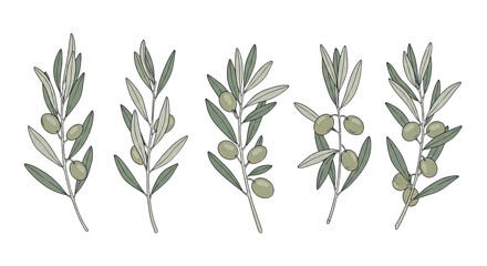 Set of Five HandDrawn Olive Branches with Green Olives.