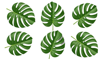Set of Six Monstera Deliciosa Leaves Isolated on White Background 1.