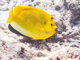 シテンヤッコ, Threespot Angelfish, Apolemichthys trimaculatus,...