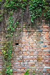 Old brick wall covered with vines
