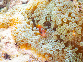 可愛いハマクマノミ, Tomato clownfish, Amphiprion frenatus,...
