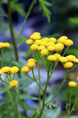 Obraz premium Vibrant Yellow Tansy Flowers in Close Up Vertical Botanical Garden View