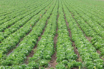 Sprinkler Irrigation in Iceberg Lettuce Field