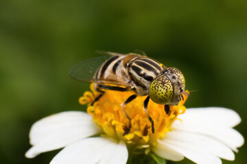 Banded Hoverfly Foraging on Flower, Extreme Macro Pollination