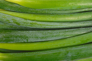 A close-up fills the frame with the dark green stalks of spring onions, creating a dense, textured background
